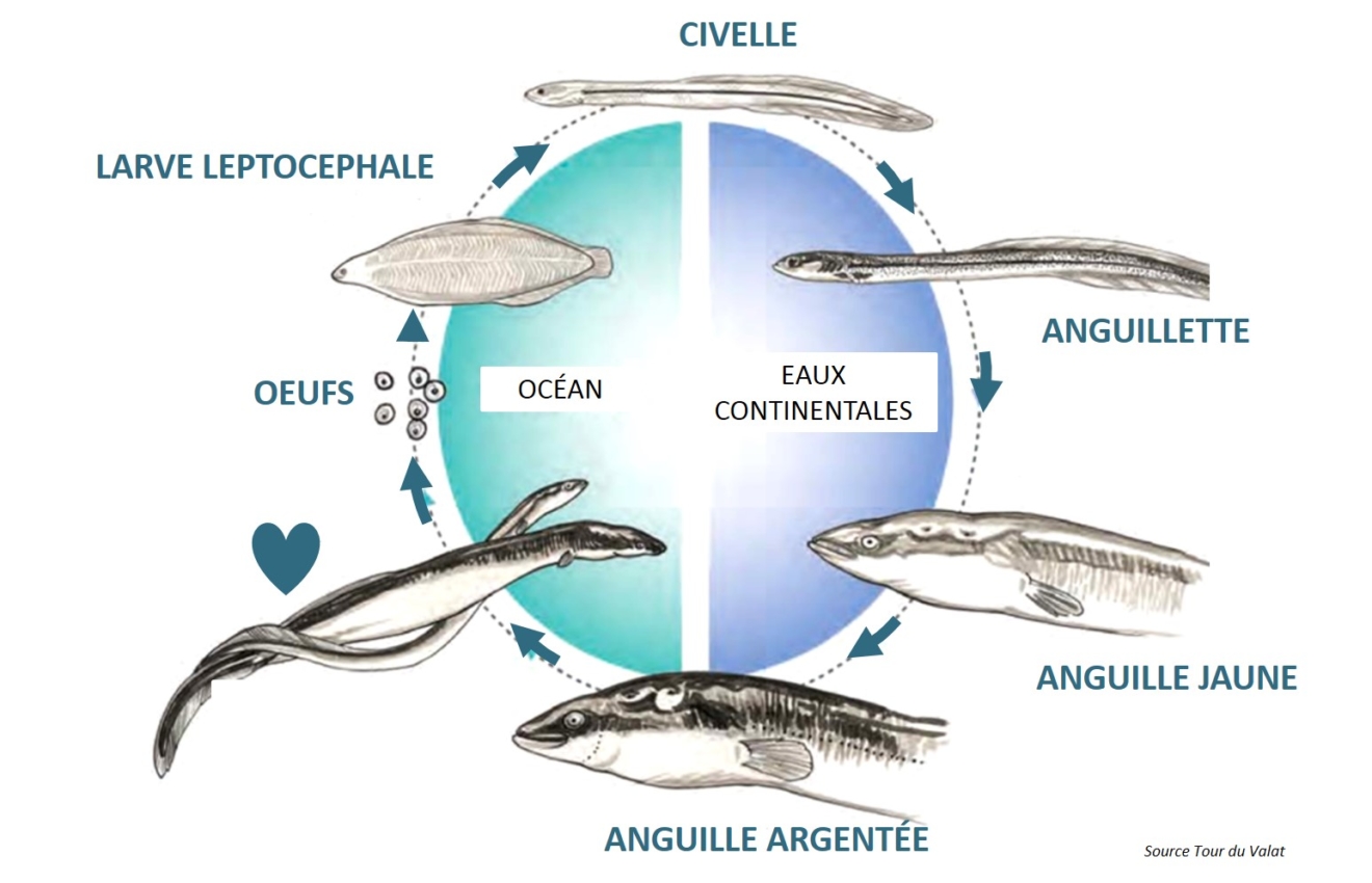 L’anguille européenne, une grande baroudeuse Tour du Valat
