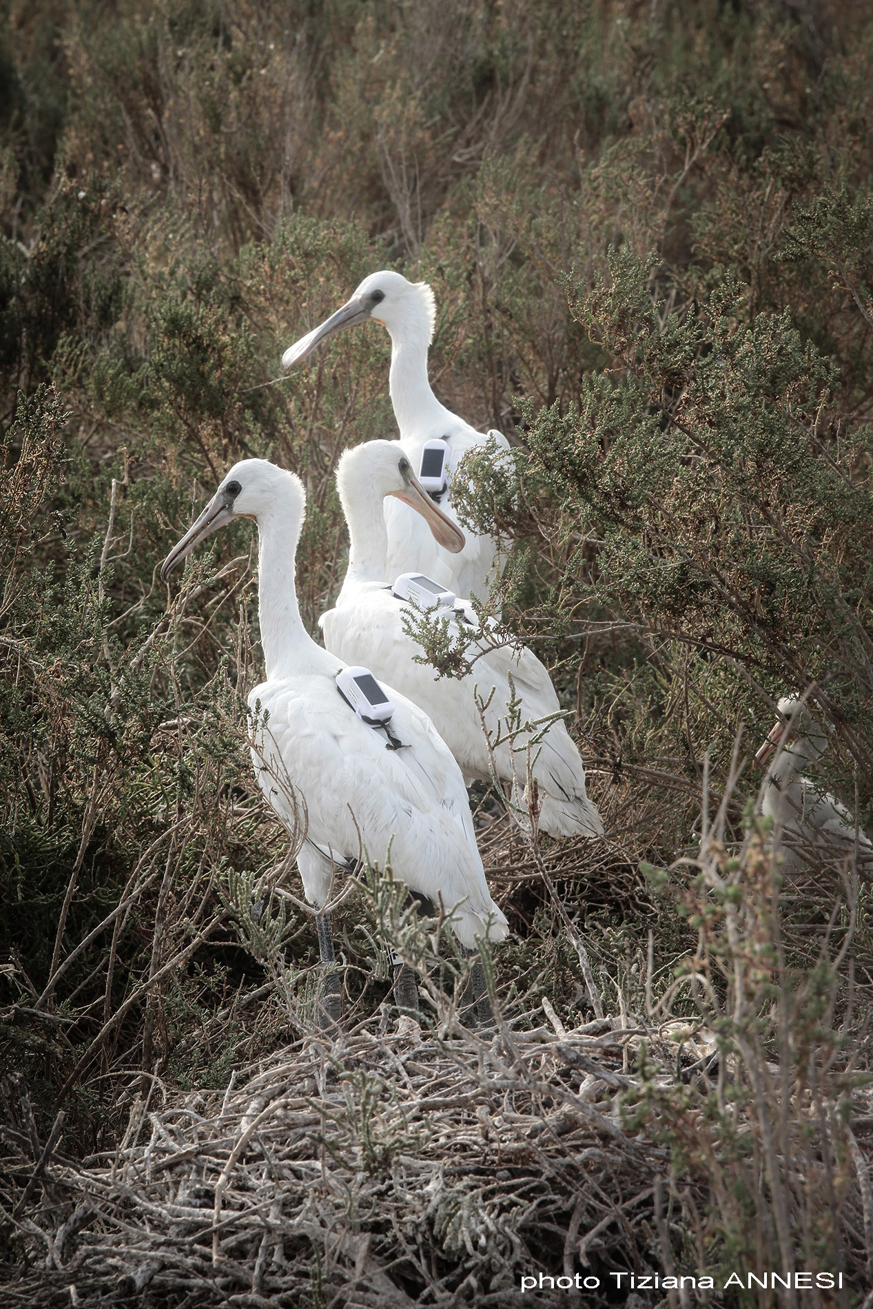 Trois spatules blanches relachées après leur baguage lors de une operation de baguage par un groupe de biologistes, Camargue, France (16/06/2021) 