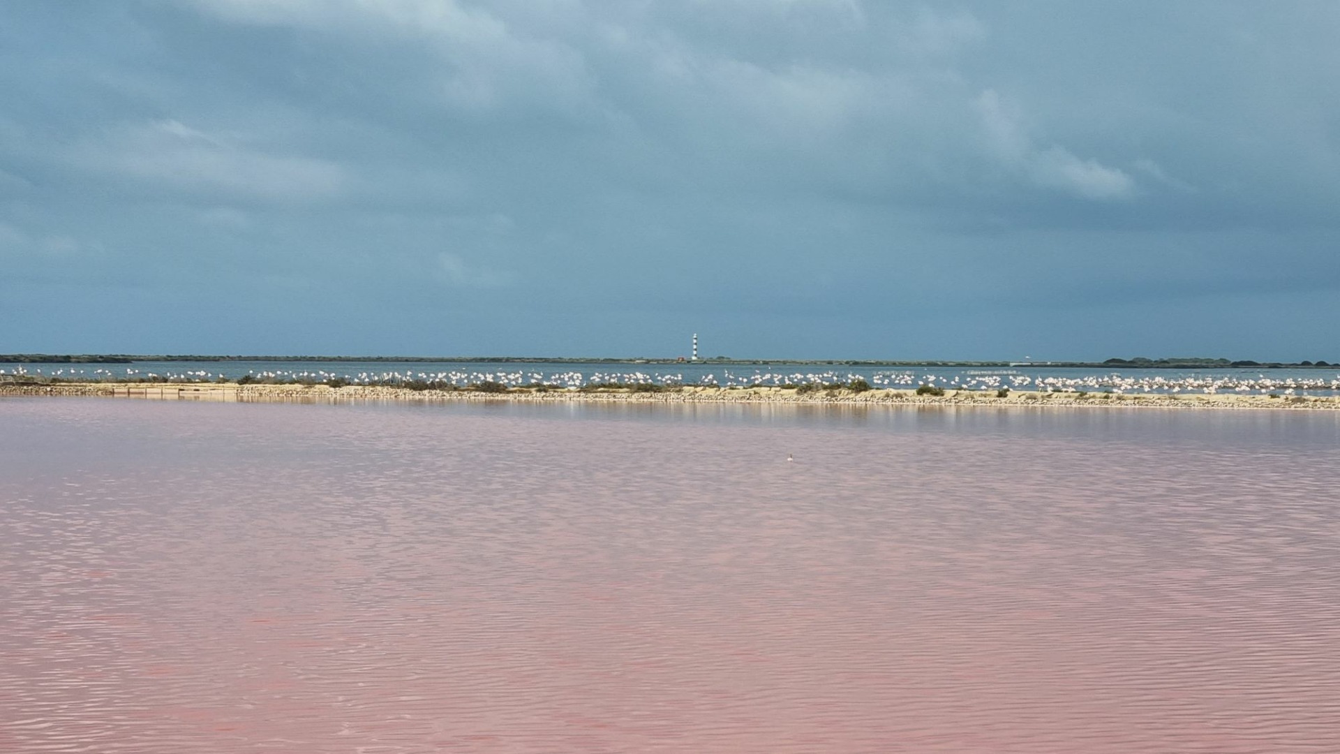 20-ans-de-baguage-des-flamants-roses-au-delta-de-l-ebre-tour-du-valat