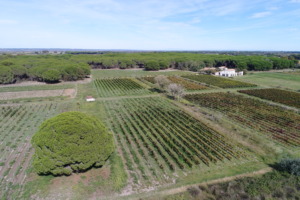 Ferme agroécologique du Petit Saint-Jean vue du ciel avec ses vignobles
