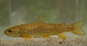 Truite marbrée, tâchetée de rouge vue de profil dans un aquarium