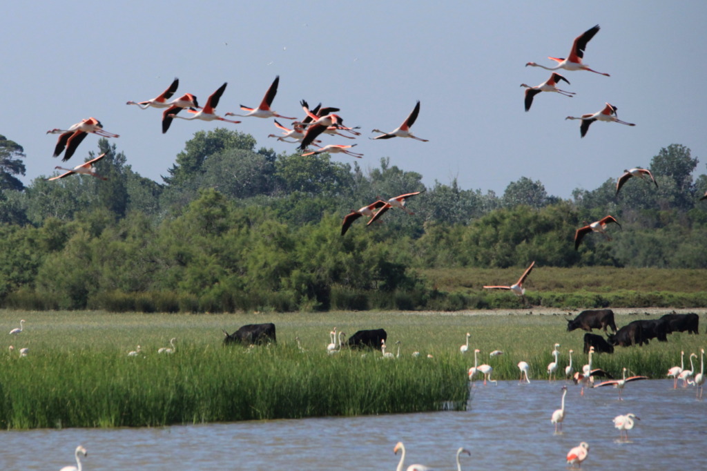 Paysage de Camargue avec au premier plan un basssin d'eau dans lequel patogent des flamants rose, au deuxième plan, des toreaux qui paissent dans les herbes, et au troisième plan une envolée de flamants roses