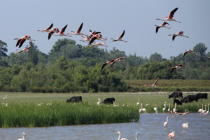 Paysage de Camargue avec au premier plan un basssin d'eau dans lequel patogent des flamants rose, au deuxième plan, des toreaux qui paissent dans les herbes, et au troisième plan une envolée de flamants roses